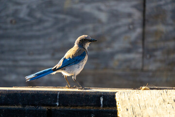 Scrub jay