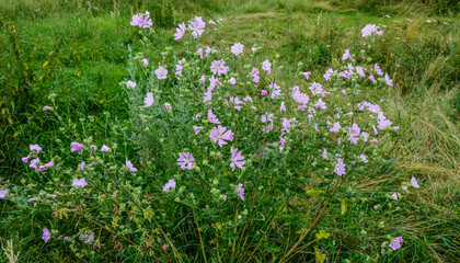 Canvas Print - Mallow, Malva sylvestris, medicinal and ornamental plant