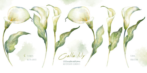 watercolor hand drawn floral set with delicate illustration of blossom white calla lily flowers and 