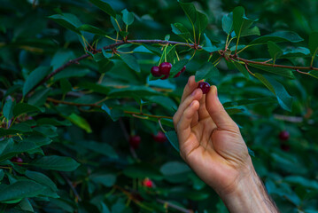 cherries hanging on a cherry tree branch., sour cherries in a garden, fresh and healthy, close-up, i