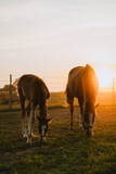 Fototapeta  - konie na pastwisku o zachodzie słońca - źrebak i klacz