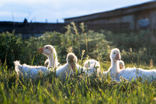 White Geese On Green Grass In A Rustic Garden
