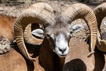 Close Up Of A Sheep