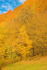 Canvas Print - Autumn forest landscape with autumn leaves and warm light illuminating the golden leaves. autumn forest nature scene. Bright October day in a colorful forest, maple autumn trees.