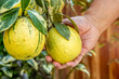 Fruits , two green sweet orange with leaves hanging on branch, Gardeners are harvesting produce, The variegated pink lemon, also called the variegated Eureka lemon