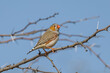 © Imogen - Zebra Finch in Queensland Australia