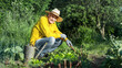 Elder gardener in strawy hat working on garden bed squatting among greenery at sunny day