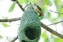 The Asian Golden Weaver Built A Nest