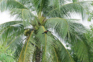 a bird and palm tree in the wind