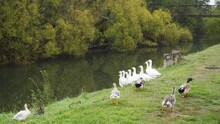 A Skein Of Ducks Waddle Past A Gaggle Of White Geese By A River In The Autumn