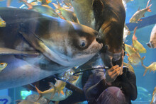 Diver Feeding Fishes, Feeding Show At Bueng Chawak Aquarium.