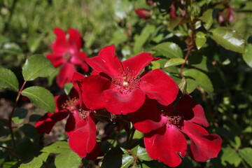 Wall Mural - Red roses (grade Cricket, De Ruiter Innovations B. V.) in Moscow garden. Buds, inflorescence of flower closeup. Summer nature. Postcard with red rose. Roses blooming. Red flowers, rose blossom. Photo