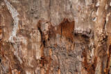 Fototapeta Desenie - Tree trunk with peeled bark.