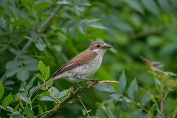 Poster - Red-backed Shrike (Lanius collurio) perched on a tree branch