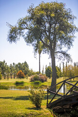 Wall Mural - trees in the park