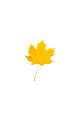 Wall Mural - Maple yellow leaf, isolated, with shadow, without texture.