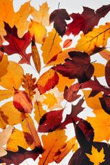 Wall Mural - Background from different colored autumn leaves on a light background.