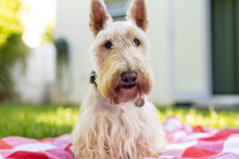 Portrait Of White Scottish Terrier Sitting On Checked Patterned Blanket Against House In Yard