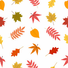 Wall Mural - Seamless pattern of autumn leaves.Vector illustration isolated on white background.