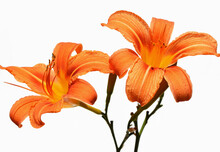 Orange Flowers Of Daylily (Hemerocallis Fulva) Close Up, Isolated On A White Background