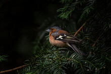 Chaffinch In The Tree In The Woods