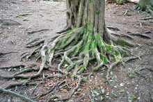 Exposed Tree Roots In The Forest Floor