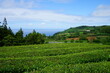 Cha Gorreana tea terrace, Sao Miguel, Azores islands, Portugal