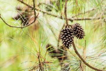 Sticker - Ripe cedar cones on cedar branches.