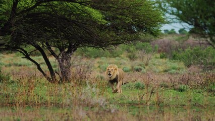 Wall Mural - Light Male Lion Walking Through The Bush Roaring In Game Reserve, Botswana. 