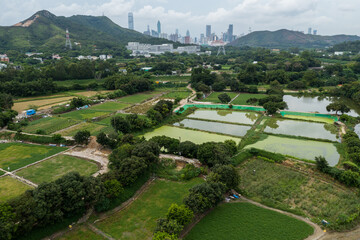 Wall Mural - Top view of rice field in Hong Kong Sheung Shui