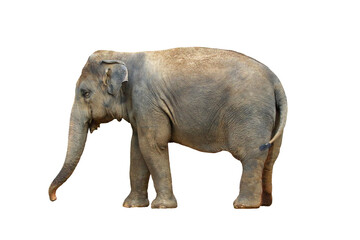 Fototapete - Elephant isolated on white background