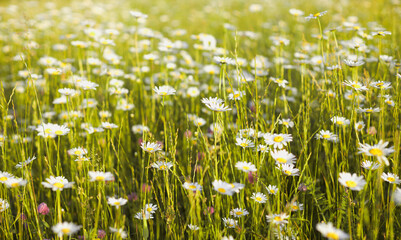 Natural backgroung of chamomile field with many flowers and sunlight