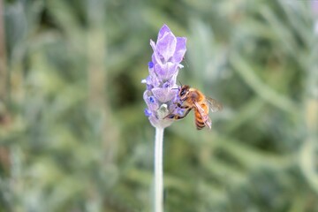 Poster - Bee pollinating lavender flowers