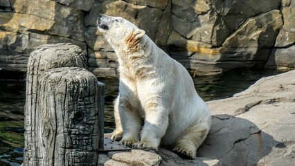 Sticker - Big polar bear (Ursus maritimus) sitting on the rocky ground next to a pool at the zoo