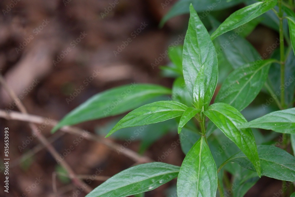 Andrographis paniculata plant growing in a garden with soil background ...