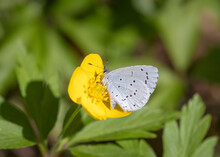 Closeup Of Holly Blue (Celastrina Argiolus) Butterfly On Yellow Flower Of Yellow Anemone