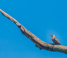 Immature Red Bellied Woodpecker On A Branch