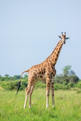 Wall Mural - Vertical shot of an adorable giraffe in safari of Uganda, Africa