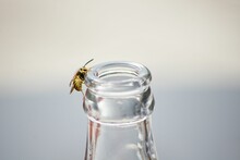 Shallow Focus Shot Of A Wasp On A Glass Bottle