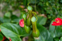 Closeup Of A Green Pitcher Plant Against A Blurry Background Of Leaves