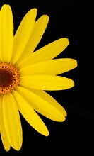 Vertical Shot Of A Yellow Daisy Isolated On Black Background