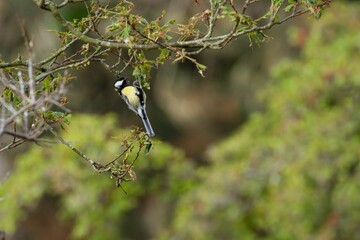 Wall Mural - Selective focus shot of great tit bird perching on tree branch