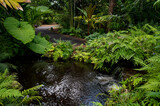 Fototapeta Sawanna - waterfall in the forest