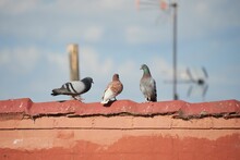 Three Pigeons Resting On The Roof On A Sunny Day