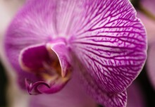 Closeup Of The Bright Purple Orchid Flower's Detail. Doritaenopsis.