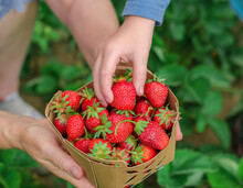 The Hands Of An Elderly Woman Hold A Box Of Homemade Strawberries, A Child's Hand Takes Strawberries From The Box. Homemade Strawberry Harvest