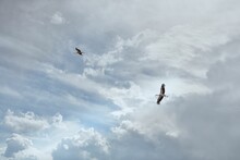 Scenic View Of Storks Flying Through The Sky In The Middle Of A Storm