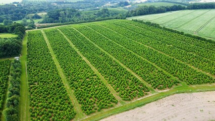 Wall Mural - Bird's eye view of the green Christmas trees field in Denmark.
