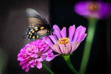 Selective Focus Shot Of Pipevine Swallowtail (battus Philenor) Perched On Pink Zinnia