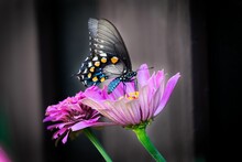 Selective Focus Shot Of Pipevine Swallowtail (battus Philenor) Perched On Pink Zinnia